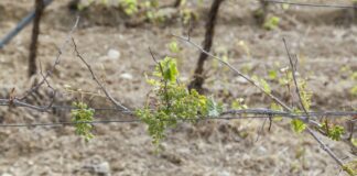 Siccità in Puglia, Giunta regionale approva piano di emergenza