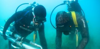 Terna avvia in Sicilia il trapianto sperimentale di Cymodocea nodosa