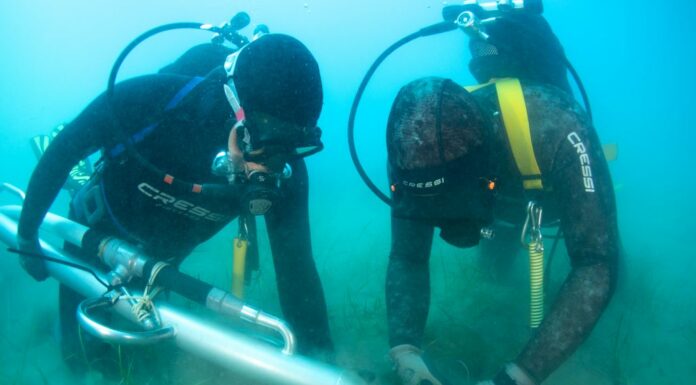 Terna avvia in Sicilia il trapianto sperimentale di Cymodocea nodosa