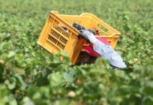 Vitivinicoltura, Alfonsi “Ok Giunta Lazio ad accordo con Iter Vitis”