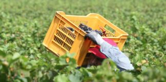 Vitivinicoltura, Alfonsi “Ok Giunta Lazio ad accordo con Iter Vitis”