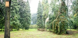 Sessantasei ettari di nuovi boschi lungo le strade e linee ferroviarie