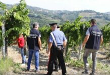 Scoperti sei lavoratori in nero nelle campagne di Caivano, due denunce