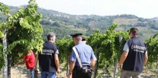 Scoperti sei lavoratori in nero nelle campagne di Caivano, due denunce