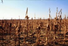 In Tunisia si aggrava la crisi idrica e agricola, nuova ondata proteste