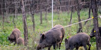 Valle d’Aosta approva il programma di controllo per i cinghiali