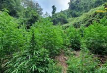 Cosenza, sequestrata una vasta piantagione di cannabis per produrre marijuana