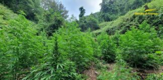 Cosenza, sequestrata una vasta piantagione di cannabis per produrre marijuana