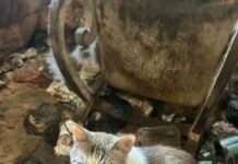 Brescia, Enpa recupera 83 gatti rinchiusi in un’abitazione