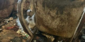 Brescia, Enpa recupera 83 gatti rinchiusi in un’abitazione