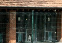 Bertolaso “Fondi per nuove case cani e gatti a Varese e Milano”