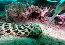 Tre giorni di pulizia fondali del sito le Tegnùe di Chioggia