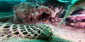 Tre giorni di pulizia fondali del sito le Tegnùe di Chioggia