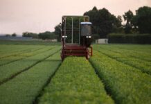 Barilla, per filiere di pomodoro e basilico arriva stagione del raccolto