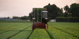 Barilla, per filiere di pomodoro e basilico arriva stagione del raccolto