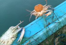 Emergenza granchio blu, Osservatorio Genenvet “Investire sulla ricerca”