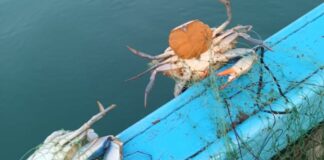 Emergenza granchio blu, Osservatorio Genenvet “Investire sulla ricerca”