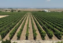 Vendemmia, Confagricoltura Puglia “Urgente fermare la speculazione”