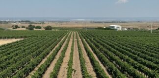 Vendemmia, Confagricoltura Puglia “Urgente fermare la speculazione”