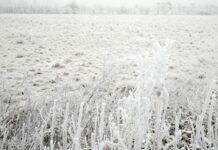 Gelate, Mammi “Siamo a fianco delle imprese ortofrutticole”