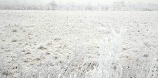 Gelate, Mammi “Siamo a fianco delle imprese ortofrutticole”