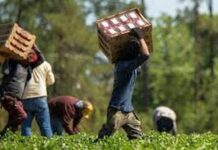 Regione Piemonte modello positivo nella lotta al caporalato