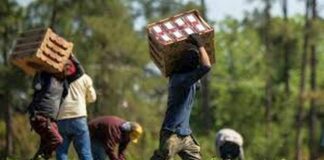 Regione Piemonte modello positivo nella lotta al caporalato