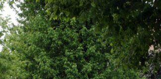 Federmanager, la sostenibilità fa il successo