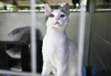 Cresce il numero di gatti abbandonati, cruciali le adozioni consapevoli