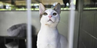 Cresce il numero di gatti abbandonati, cruciali le adozioni consapevoli
