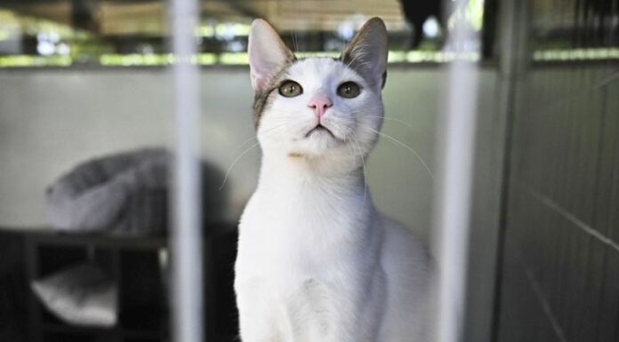 Cresce il numero di gatti abbandonati, cruciali le adozioni consapevoli