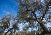 Export, 23 buyers esteri cercano eccellenze della Sicilia