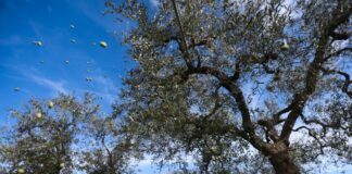 Export, 23 buyers esteri cercano eccellenze della Sicilia