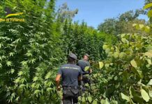 Pavia, scoperta piantagione di cannabis all’interno del Parco del Ticino