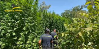 Pavia, scoperta piantagione di cannabis all’interno del Parco del Ticino