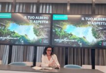Entro il 2025 saranno circa 3,7 milioni i nuovi alberi piantati