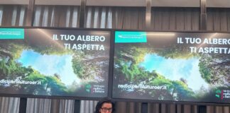 Entro il 2025 saranno circa 3,7 milioni i nuovi alberi piantati