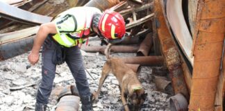 Incendio Milano, in arrivo unità cinofila per stabilire dolosità fiamme