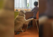 Purina insieme a Frida’s Friends per la Pet Therapy al Fatebenefratelli