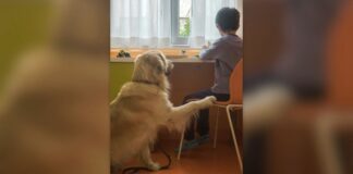 Purina insieme a Frida’s Friends per la Pet Therapy al Fatebenefratelli