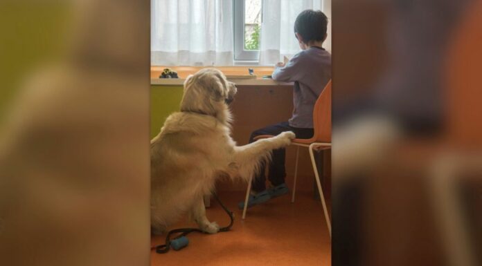 Purina insieme a Frida’s Friends per la Pet Therapy al Fatebenefratelli