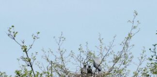 EU Court decides against Malta on bird-trapping derogation