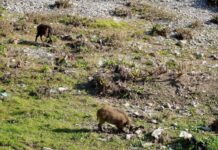 Abrogate da Ue restrizioni su Peste suina, Todde “Malattia sconfitta”