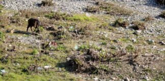 Abrogate da Ue restrizioni su Peste suina, Todde “Malattia sconfitta”