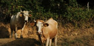 Emergenza lingua blu in Sardegna con 2.732 focolai e 17.707 capi morti