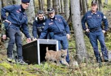 La lince Luna è arrivata nella Foresta di Tarvisio