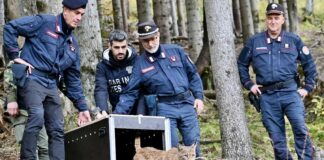 La lince Luna è arrivata nella Foresta di Tarvisio