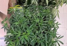 Sequestrati 90 Kg di marijuana in una cascina nel vicentino, un arresto