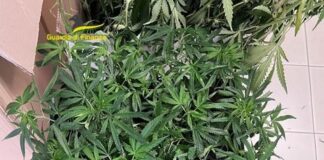 Sequestrati 90 Kg di marijuana in una cascina nel vicentino, un arresto