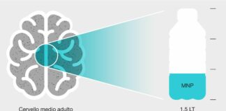 Nel cervello umano l’equivalente di 1/3 di una bottiglia di plastica